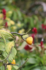 Leuenbergeria bleo
