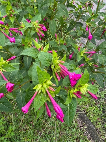 Another photo of Four o'clock flower