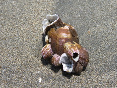 Megabalanus concinnus