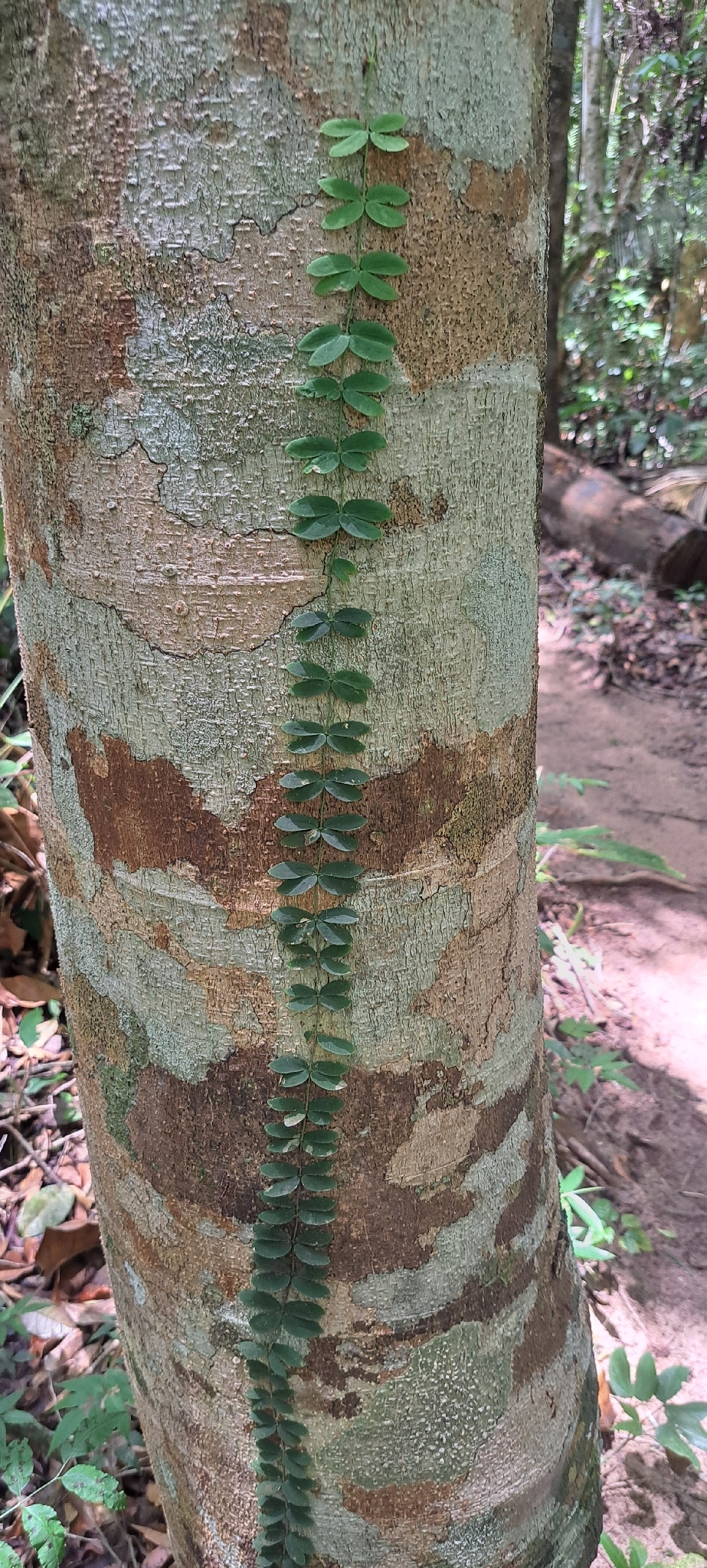 Amphilophium bauhinioides