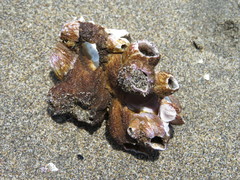 Megabalanus concinnus
