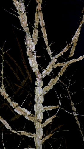 European field elm