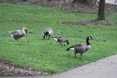 Branta canadensis