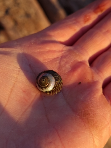 Steromphala umbilicalis