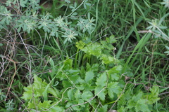 Tauschia arguta