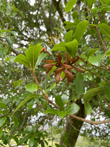 Cordia americana