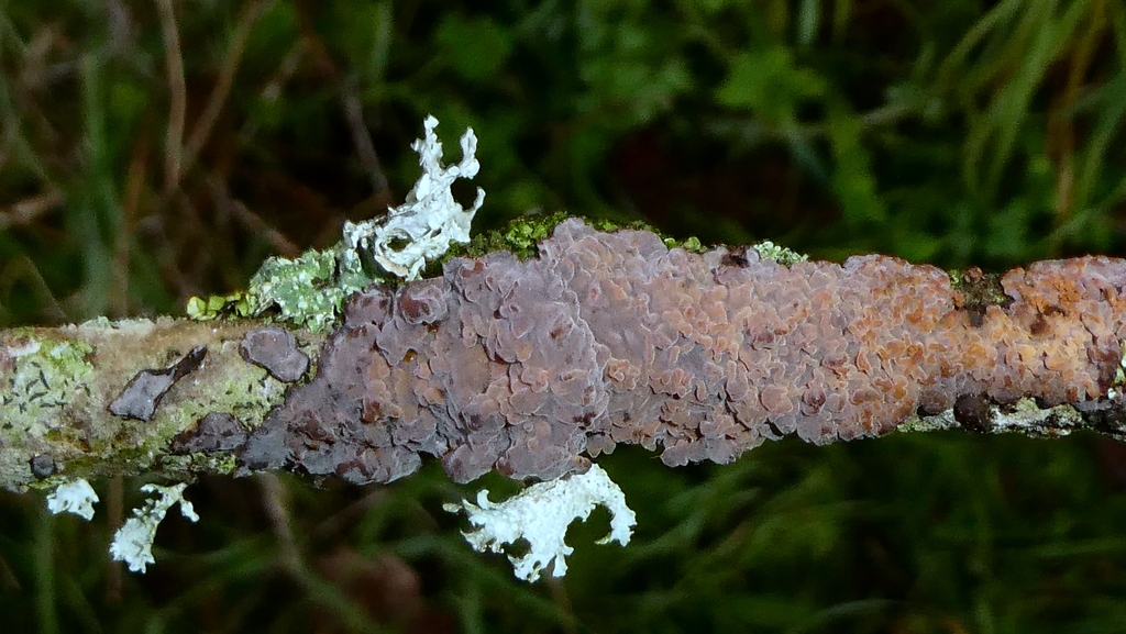 Peniophora quercina