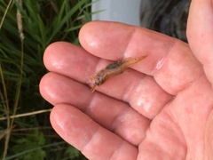 Paratya curvirostris