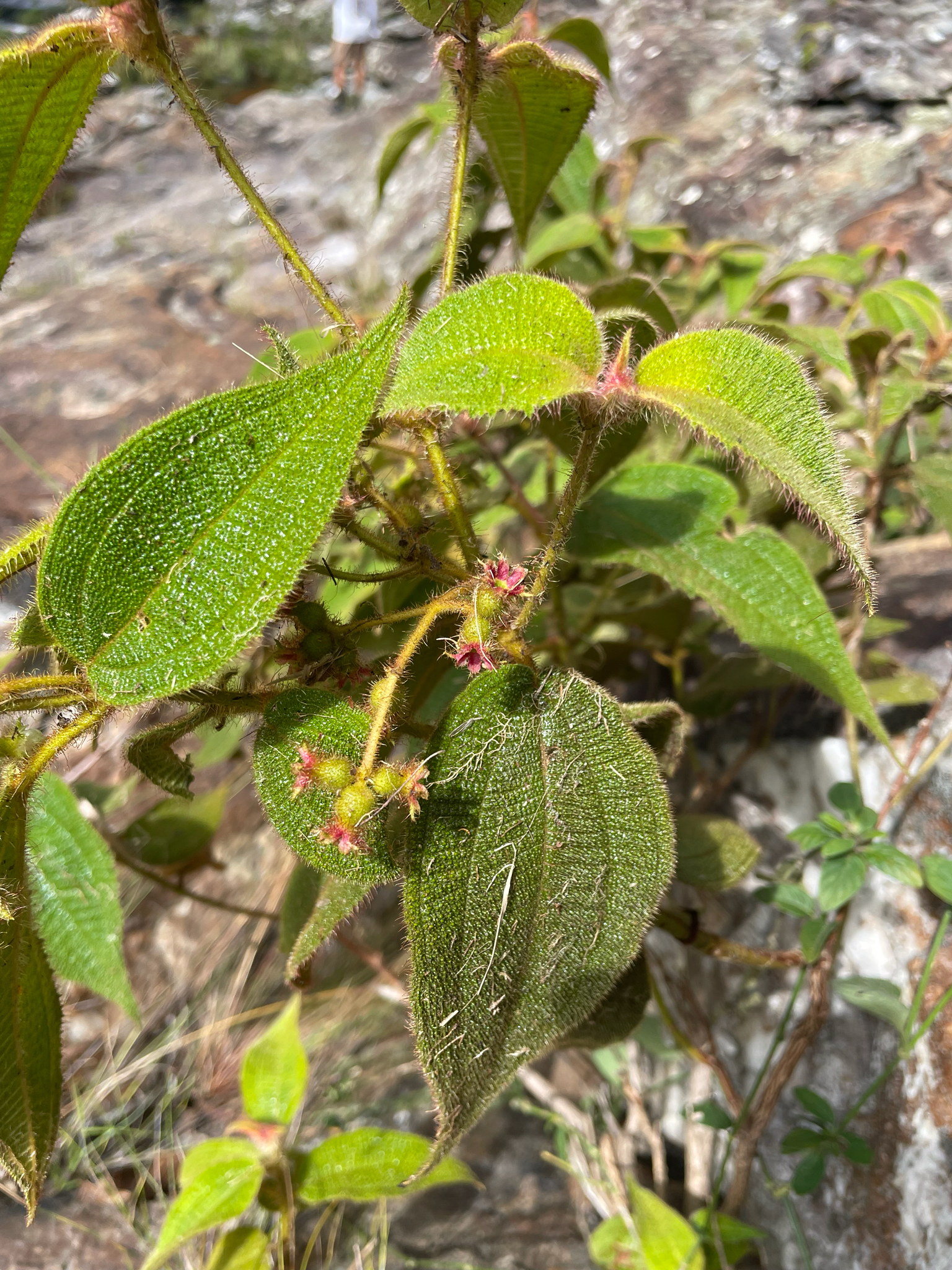 Miconia dependens