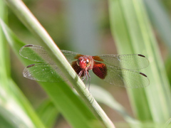 Erythrodiplax fervida