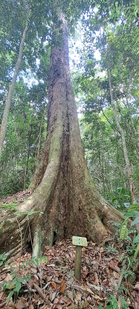 Terminalia parvifolia (Terminalia parvifolia)