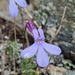 Lobelia dichroma 2