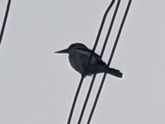 Halcyon senegalensis