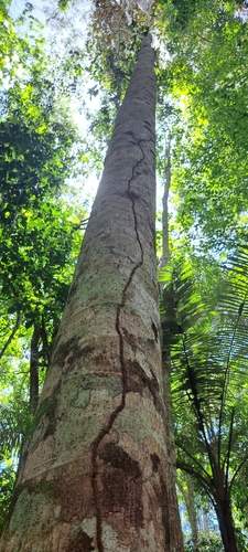 Didymopanax morototoni, photograph 6