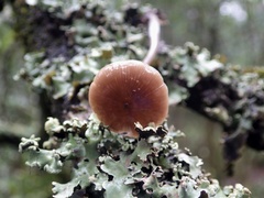 Entoloma hebes