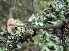Entoloma hebes