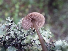 Entoloma hebes