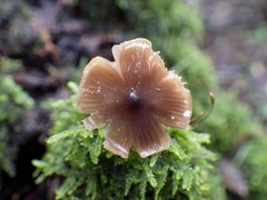 Entoloma hebes