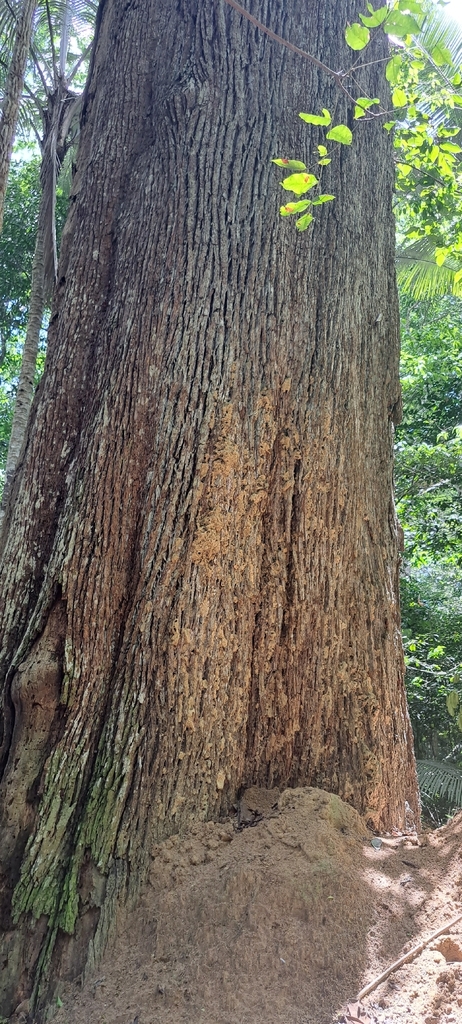 Caryocar edule (Caryocar edule)