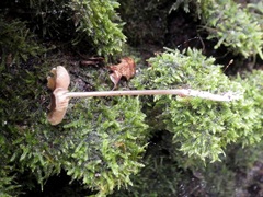 Entoloma hebes