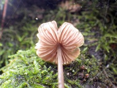 Entoloma hebes