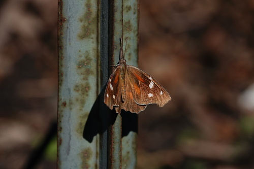 iNaturalist observation photo of American Snout