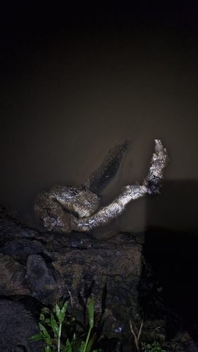 Malayopython reticulatus