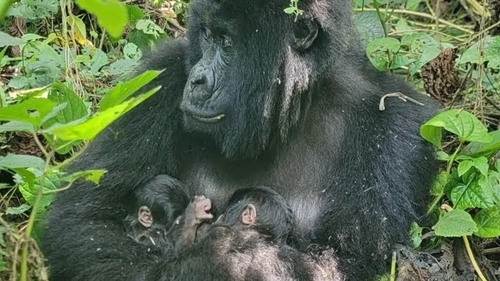 Mountain Gorilla
