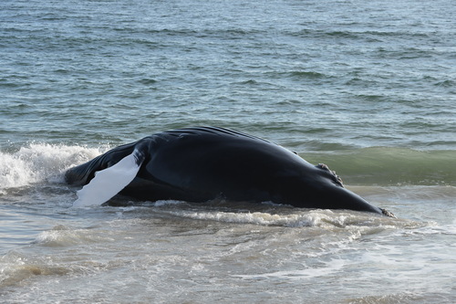 Humpback Whale photographed in Delaware