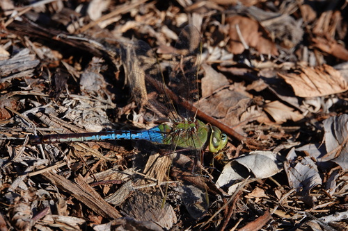 iNaturalist observation photo of Common Green Darner