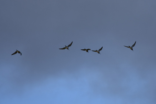 Black-tailed Godwit (Limosa limosa), photo 9