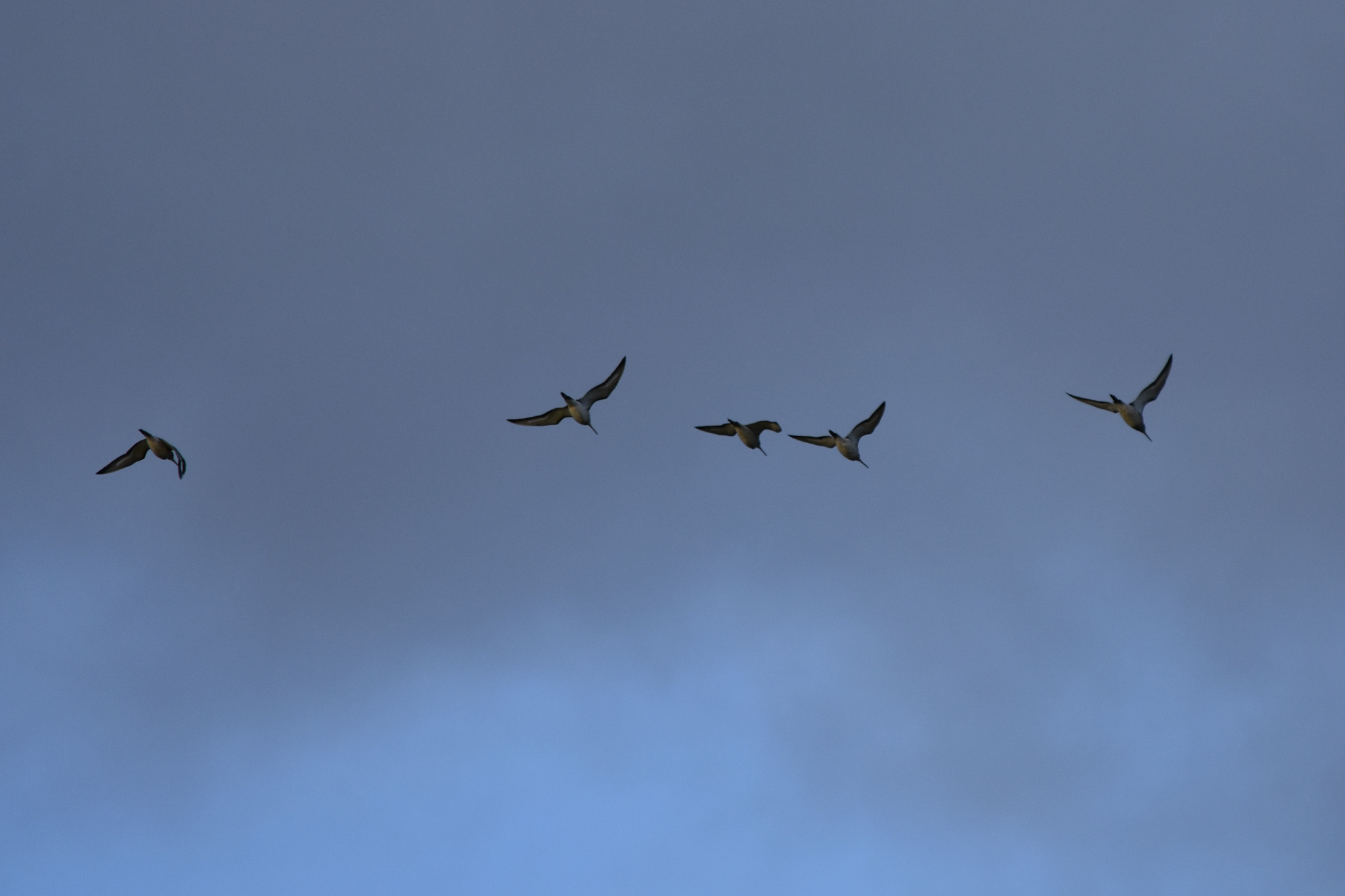 Black-tailed Godwit (Limosa limosa), photo 10