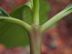 Hedyosmum goudotianum