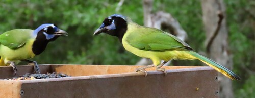 Green Jay (Cyanocorax yncas), photo 6