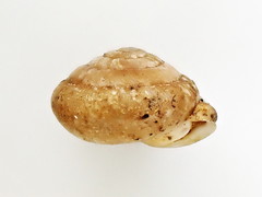 Euchemotrema fraternum