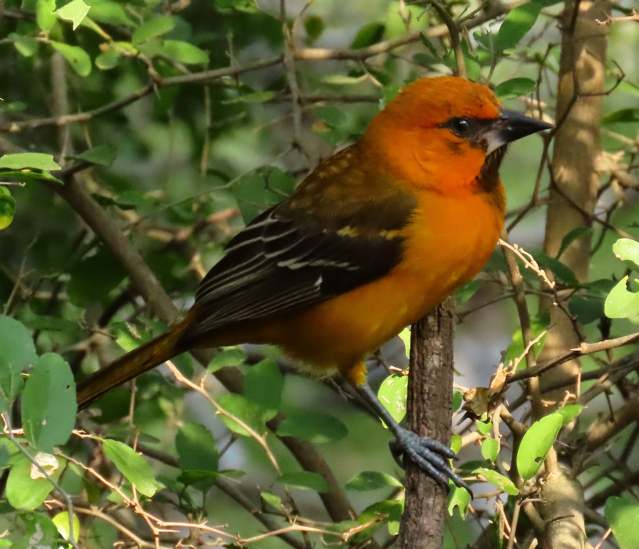 Altamira Oriole (Icterus gularis), photo 5