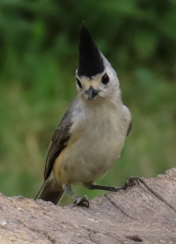 Black-crested Titmouse (Baeolophus atricristatus), photo 4