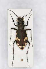 Cicindela sylvicola
