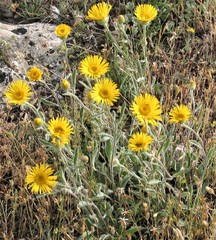 Pentanema montanum