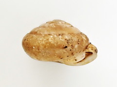 Euchemotrema fraternum
