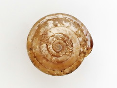 Euchemotrema fraternum