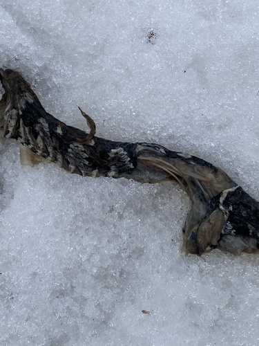 Northern Watersnake observed by navabumble