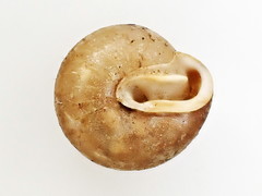 Euchemotrema fraternum