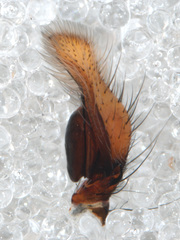 Amycus albipalpus
