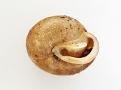 Euchemotrema fraternum