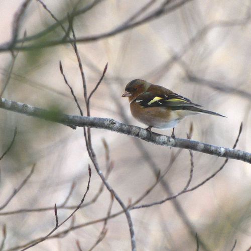 Common Chaffinch