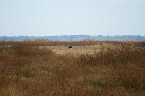 American Bison photographed in Florida
