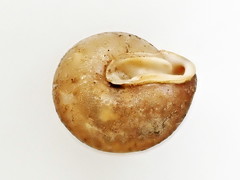 Euchemotrema fraternum