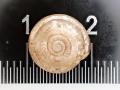 Euchemotrema fraternum