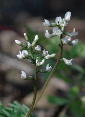 Astragalus eucosmus